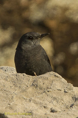 Merla blava (Monticola solitarius)