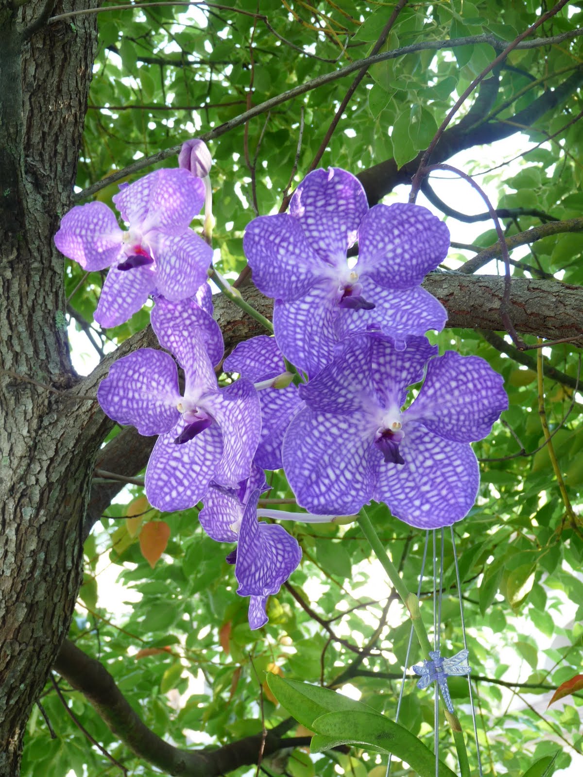 Songs from the Hearth How to Grow Orchids in Central Florida