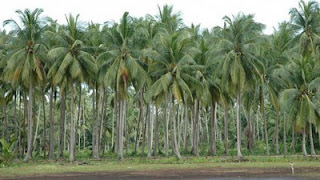 Gambar Pohon Kelapa