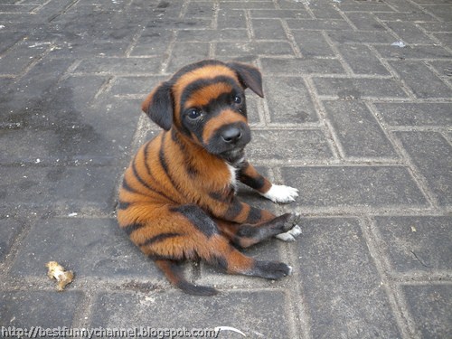 Funny puppy tiger.