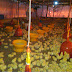 Perhatikan Pemilihan Lokasi Peternakan Anak Ayam, Kalau Tidak Anda Dipenjara