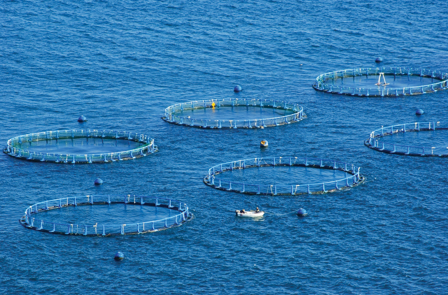 Productos acuicultura, miticultura y pesca: Maricultura ¿eso qué es?