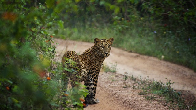 Yala National Park,Sri Lanka Yala National Park,Sri Lanka