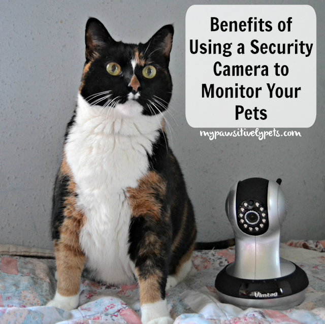 Benefits of Using a Security Camera to Monitor Your Pets