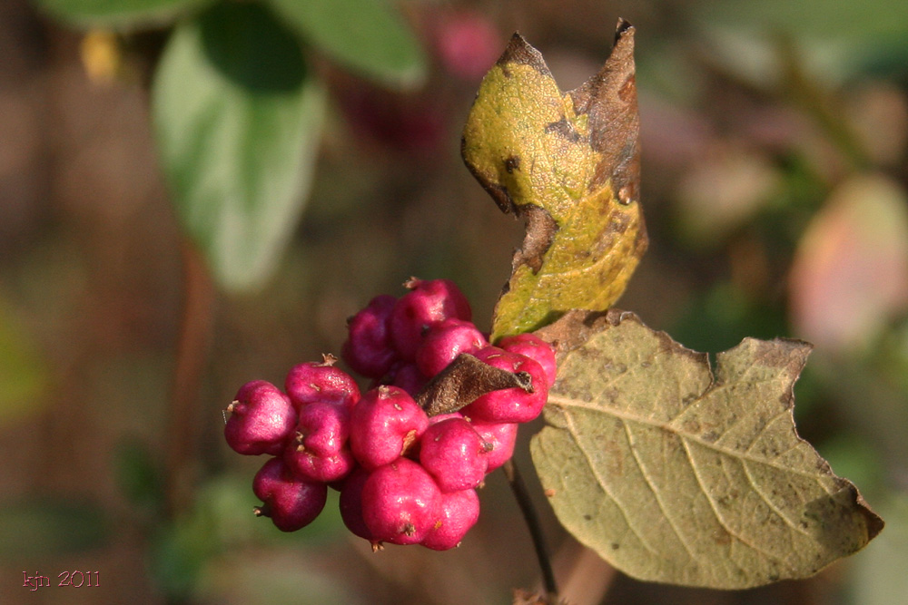 The Outskirts of Suburbia The Pink Berries