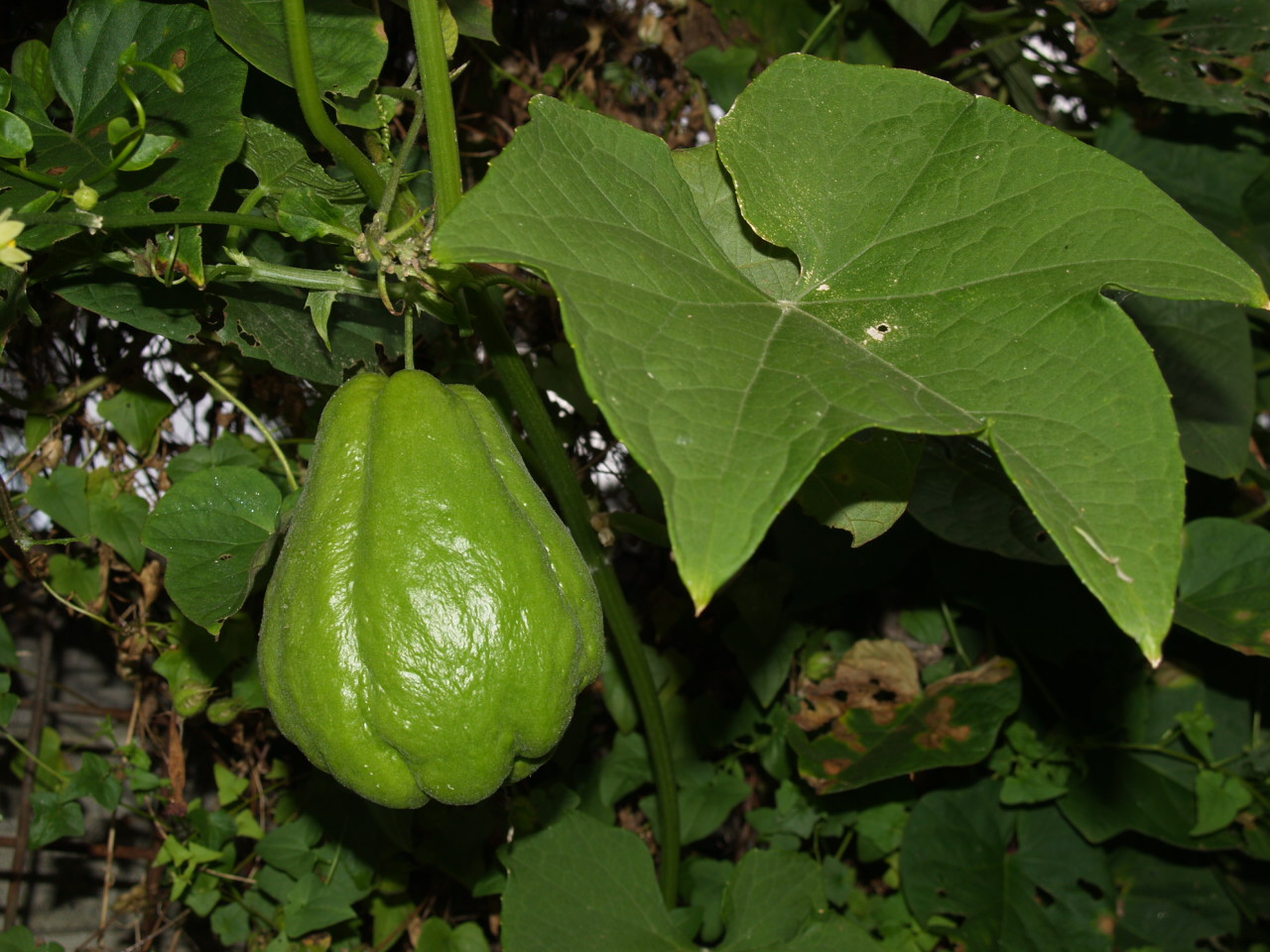 Florez Nursery The Choko, Sechium edule