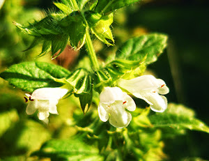 Melisa o toronjil (Melissa officinalis)flor blanca
