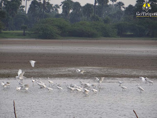 Pulicat Lake Bird Sanctuary Nellore