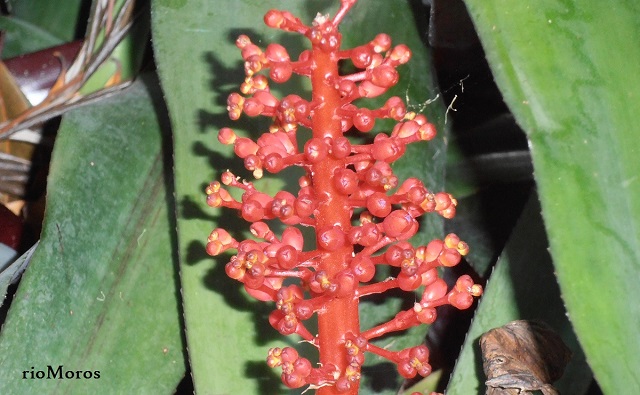 Floración de Aechmea miniata