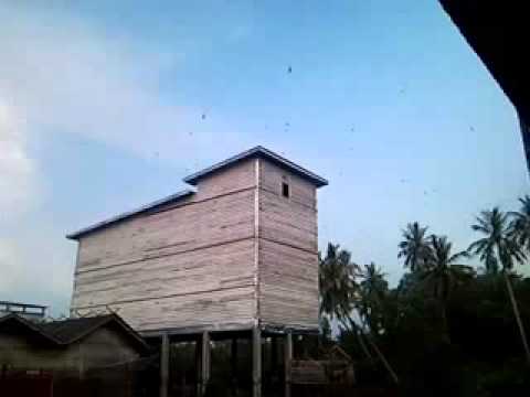 Kumpulan Gambar Rumah Walet  Burung Walet Kalimantan