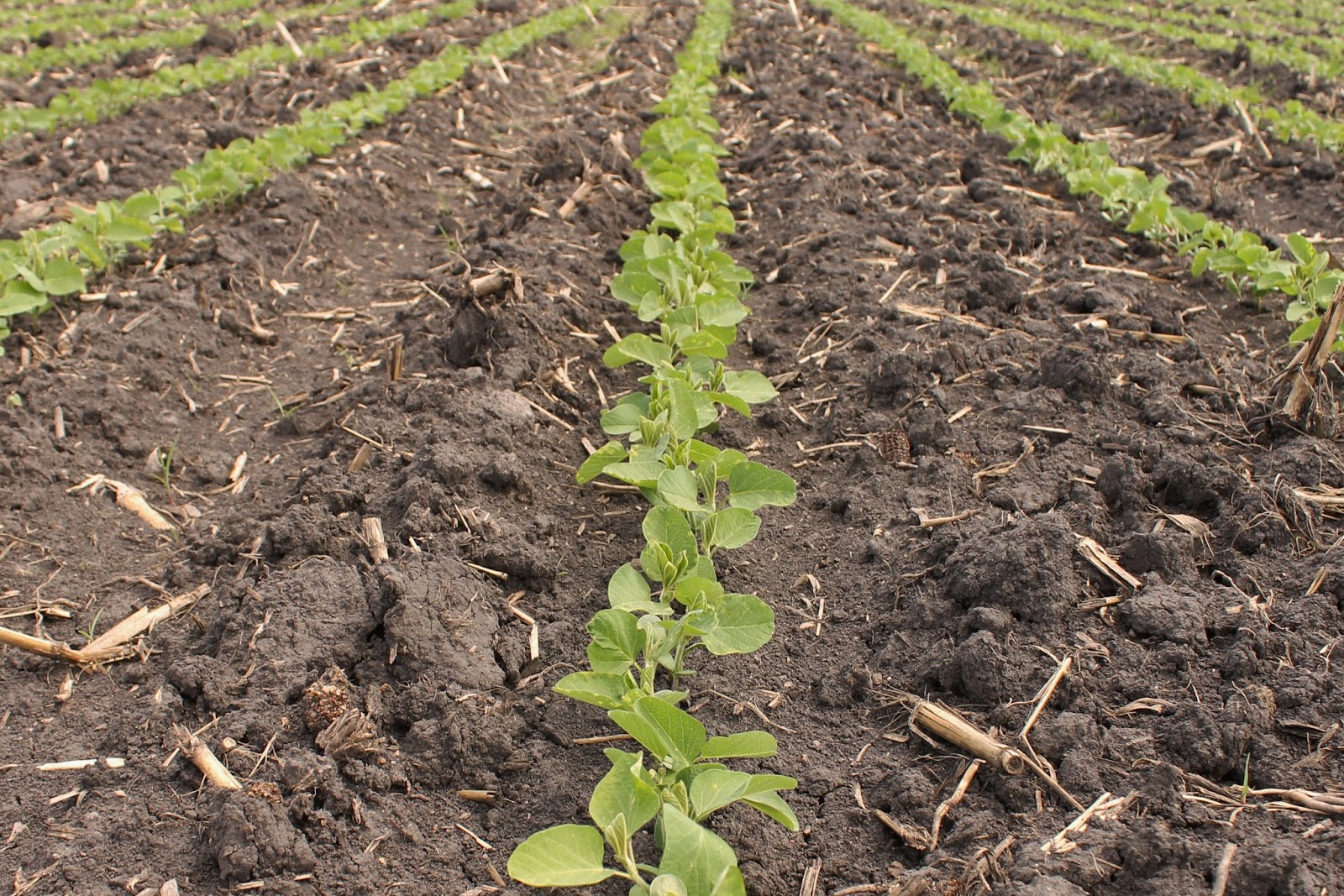 Farm Friday Update - Soybeans Early-June