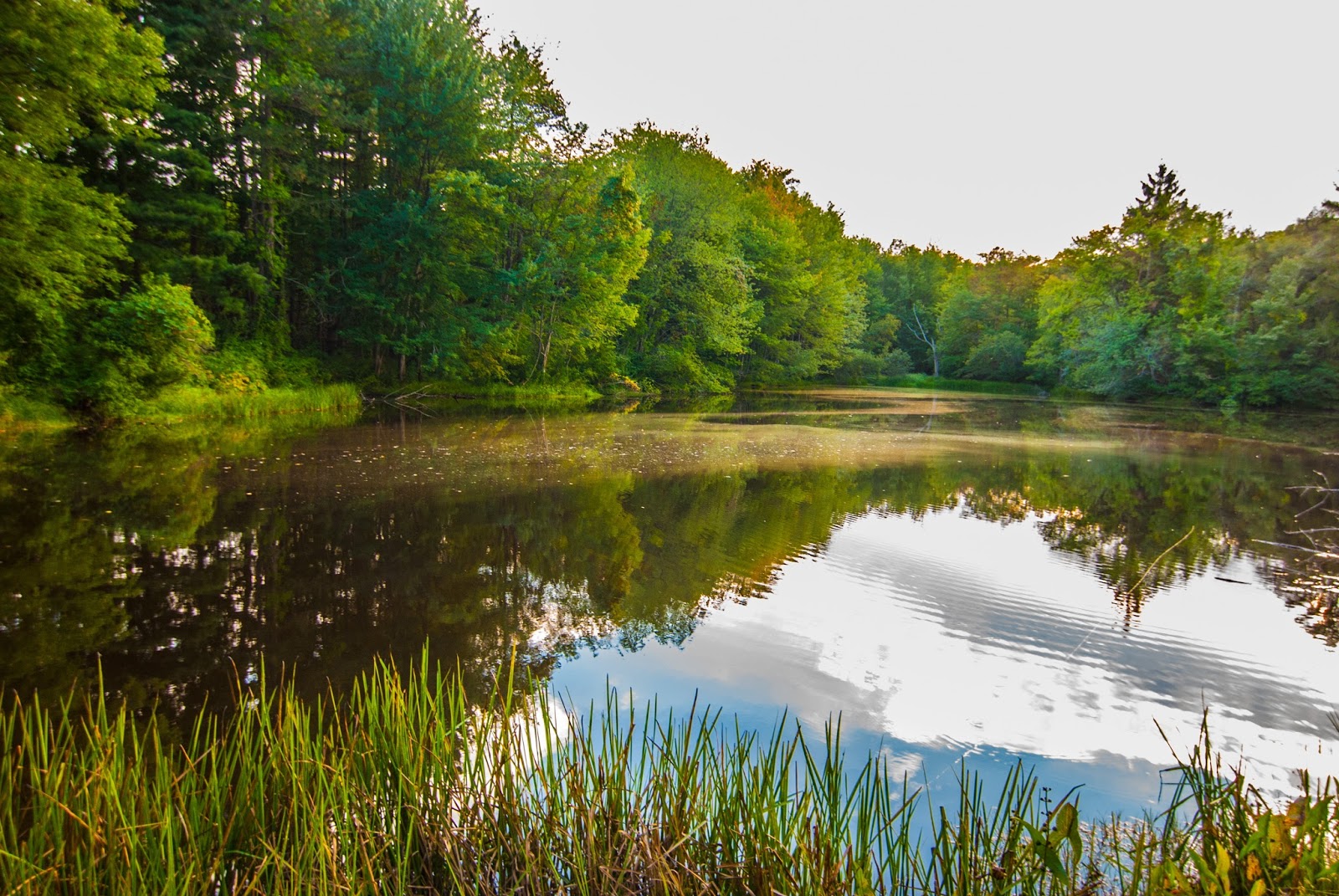 Litton's Fishing Lines Nice Little Bass Pond