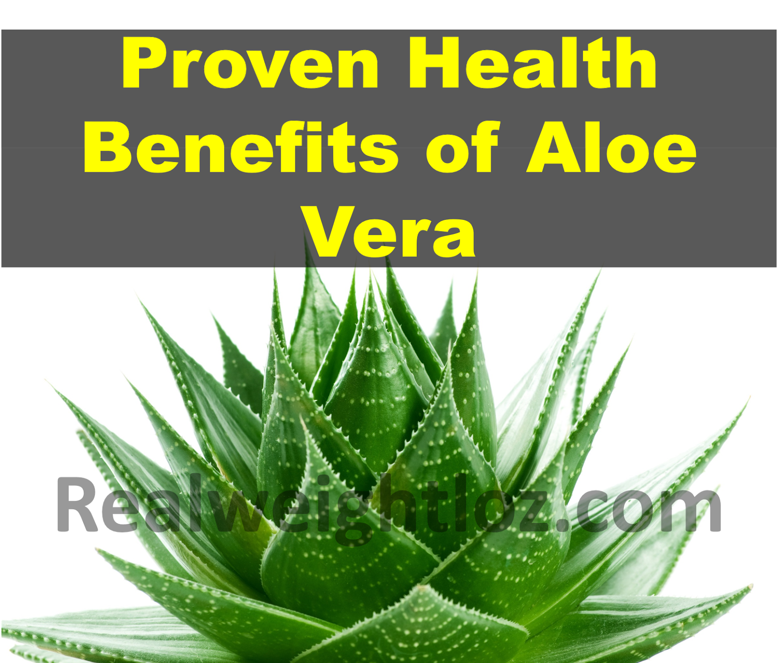 Health Benefits of Aloe Vera Heal Skin, Constipation & Immune System