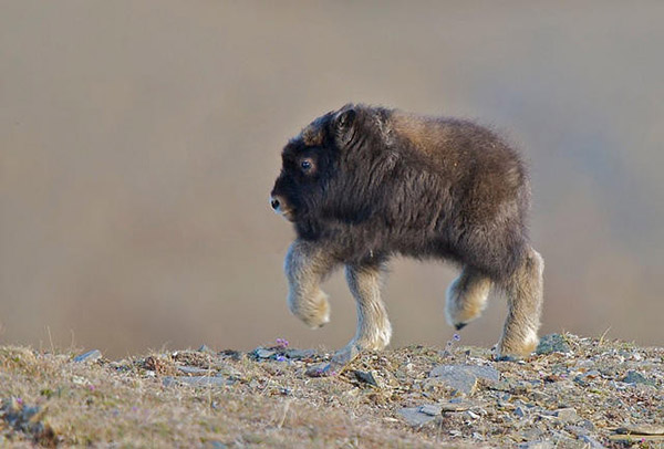 Photoshopped Animals