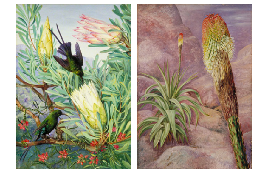 Botanical Artists Association of Southern Africa Newsletter 2018 Issue No 2