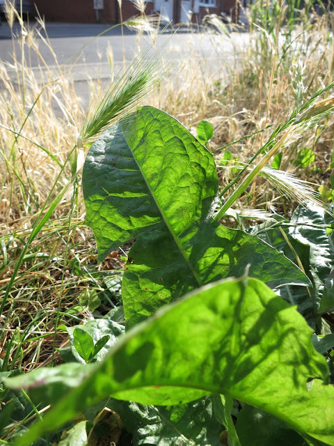 DANDELION LEAVES AT THE EDGE OF A STREET.