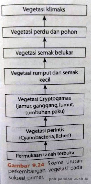 urutan perkembangan vegetasi pada suksesi primer