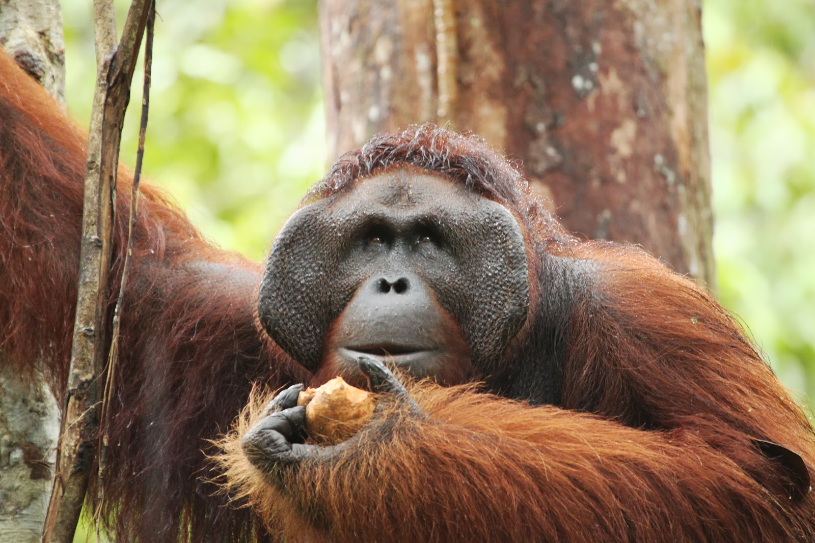 Run Wild Run Free BORNEO  Of Orangutans  a Wild 