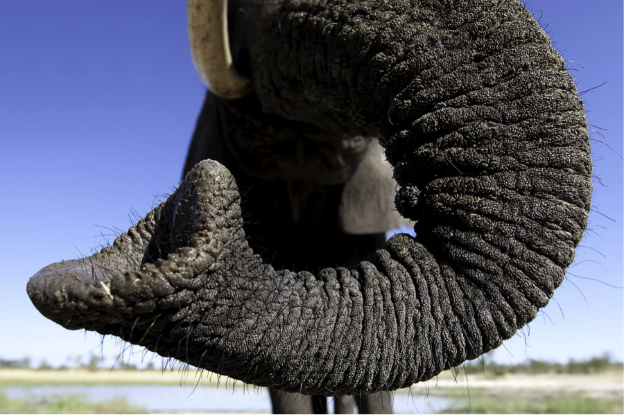 Rick's Random Musings How Did The Elephants Know?