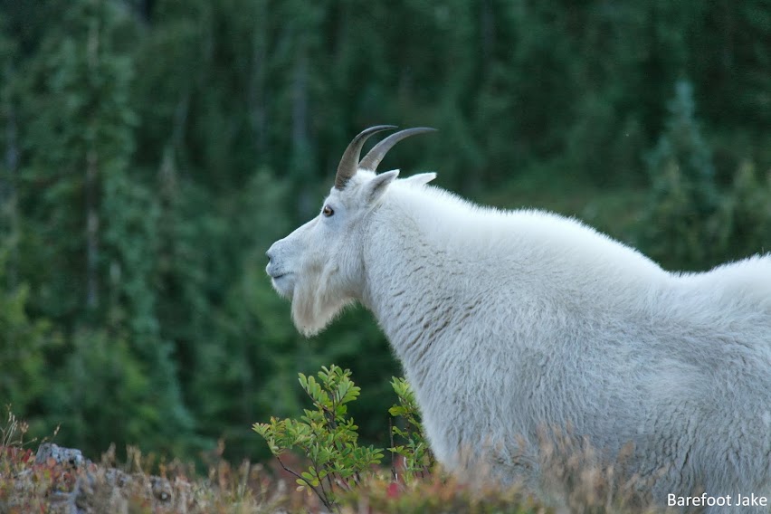 Olympic mountain goat