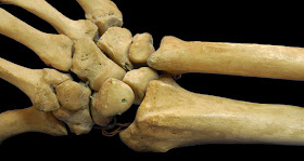 Fungsi tulang manusia