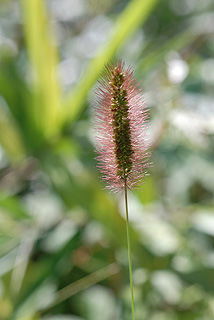 ムラサキエノコログサ