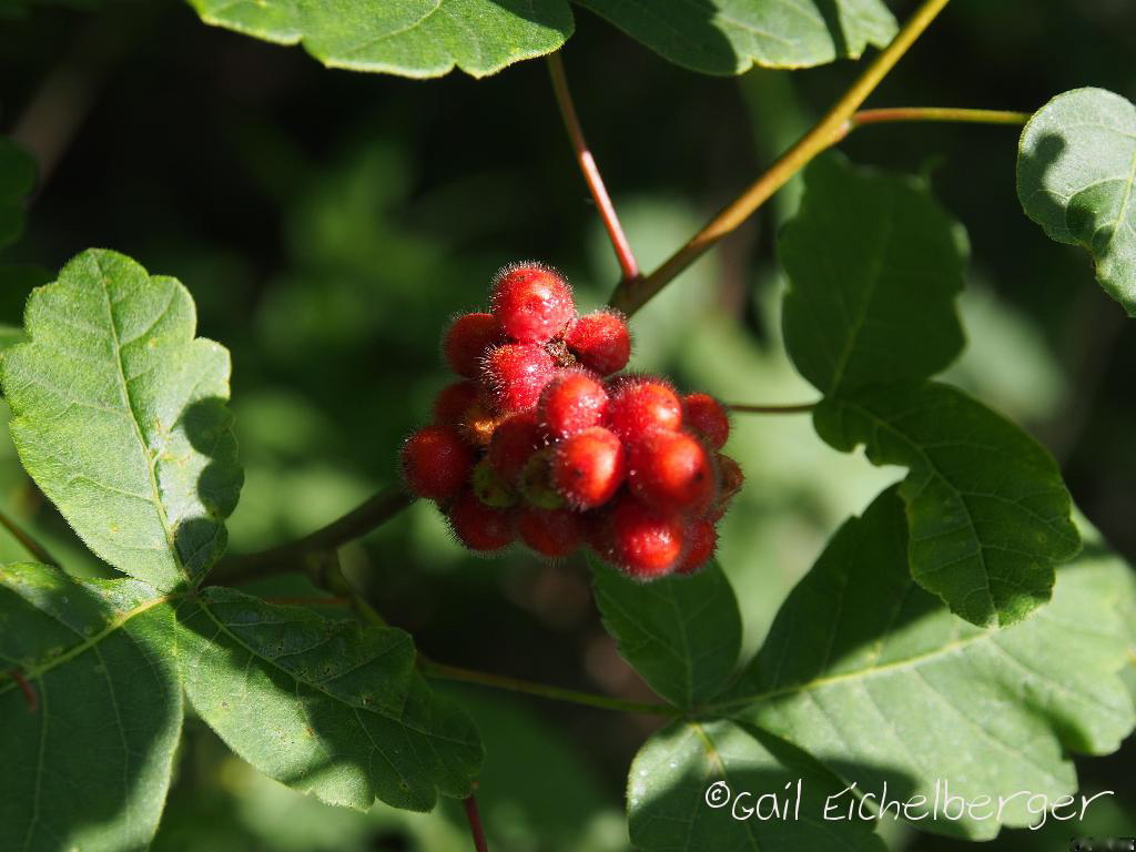 Plant Inventory At 20 Timothy Rhus Aromatica Fragrant Sumac