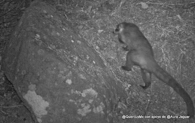 Tejón o Cuatié en Cerro Viejo - El segundo cuatié venía detrás de este