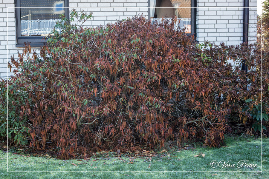 Artifactum Ver Bilis Blog Gartenarbeiten Und Zitat