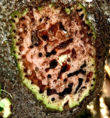Мравки отглеждат кафеени растения за жилища Special-3-1-9-IMG_0183b.-Myrmecodia-sp.-dissection.