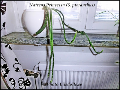 houseplant, nattens prinsessa, other, prinsess of the night, s. pteranthus