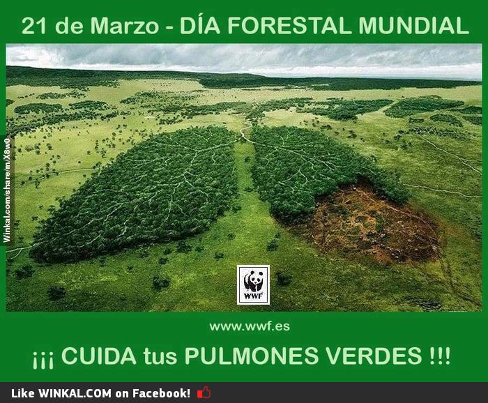 DIA MUNDIAL FORESTAL