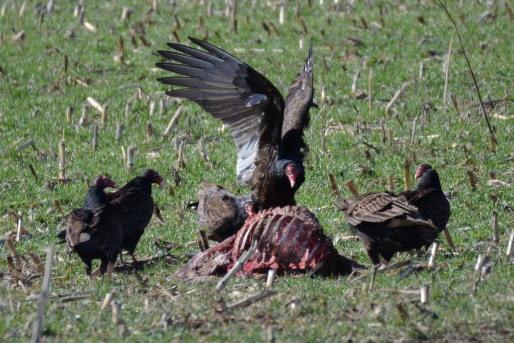 Ohio Birds and Biodiversity Turkey Vultures