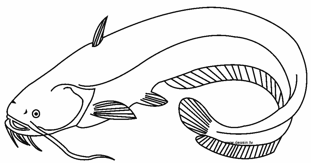 Sketsa Gambar Ikan Hias Hitam Putih - Renunganku