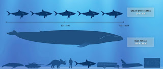 La ballena azul puede llegar a medir 31 metros