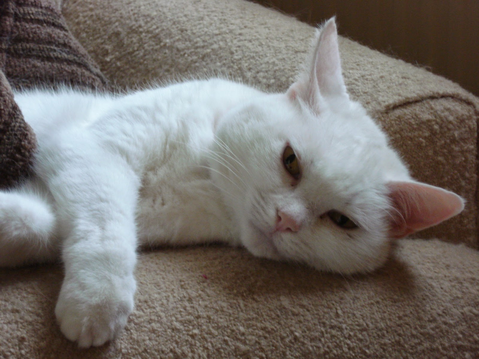 My Cat Doesn T Get Along With Others My Cat Doesn T Get Along With Others