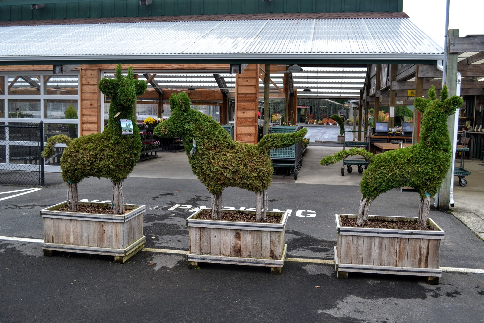 The Outlaw Gardener What's New at Portland Avenue Nursery?