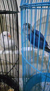 Cara Menjodohkan Lovebird Beda Warna Cara Menjodohkan Lovebird Beda Warna
