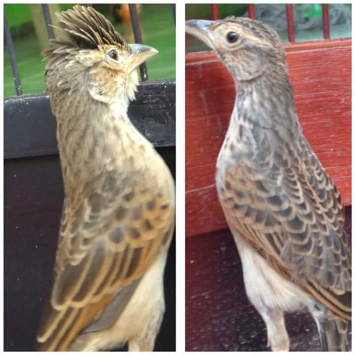 Tips Mencetak Branjangan Njambul Gaco Gacor