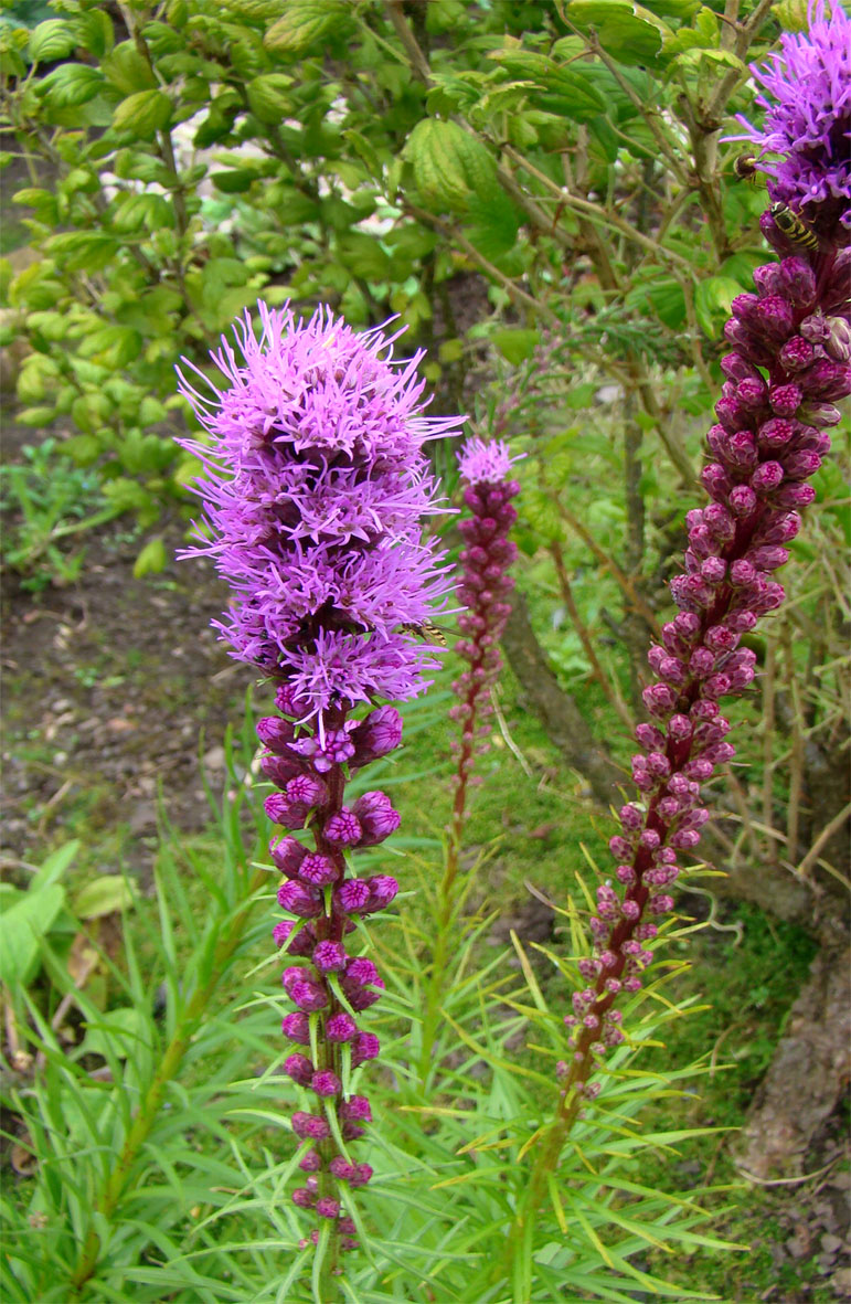 Flowers by Friends Unusual flowers Liatris spicata by Liz