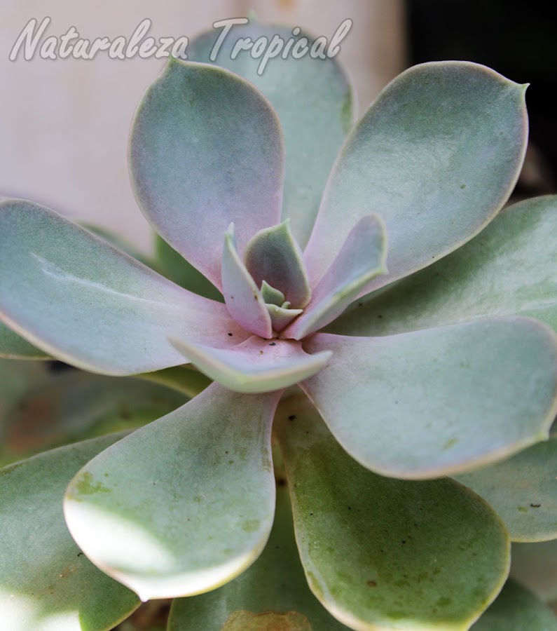 Vista lateral de la planta suculenta Echeveria Perle von Nurnberg
