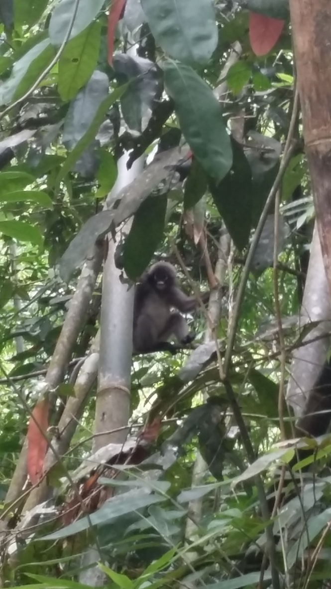 PARQUE NACIONAL DE KHAO SOK - Tailandia noviembre/diciembre 2015 (10)