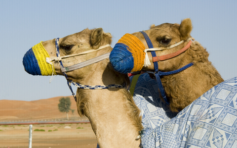Camels may be source of MERS-CoV 