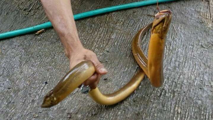 √ Cara Menangkap Belut Dengan Gampang Dan Niscaya Berhasil
