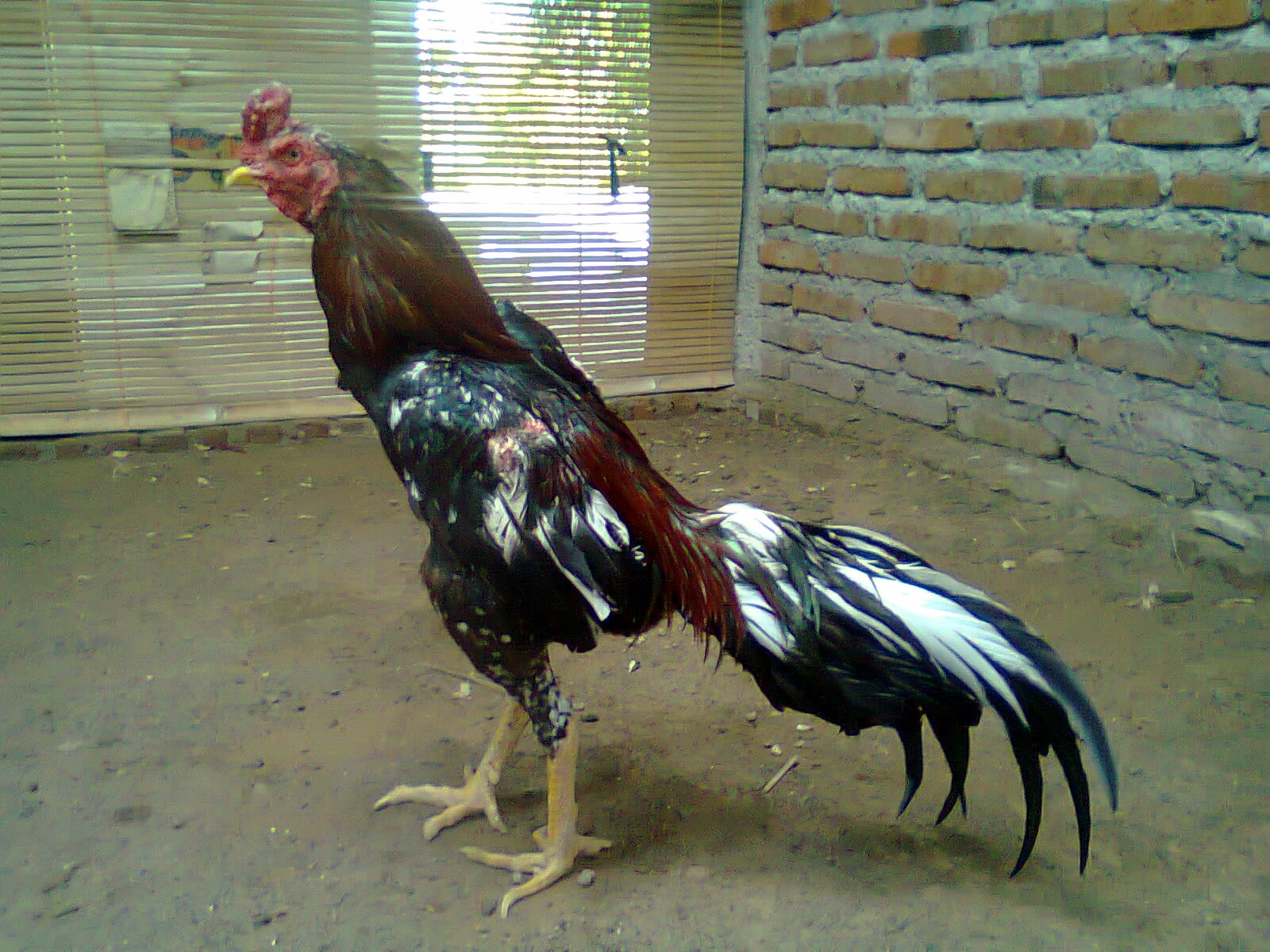 Ayam Aduan: BLOROK terjual