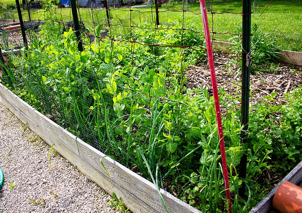 Rurification Robin Edmundson Onions and Peas Planted Together