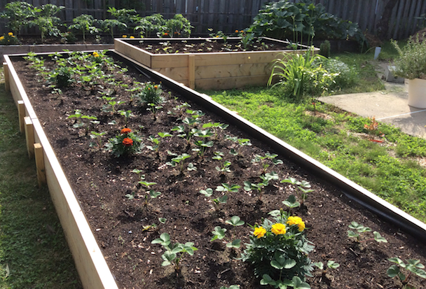 Our Raised Bed Vegetable Garden: Early Summer 2015 | The Summer of June