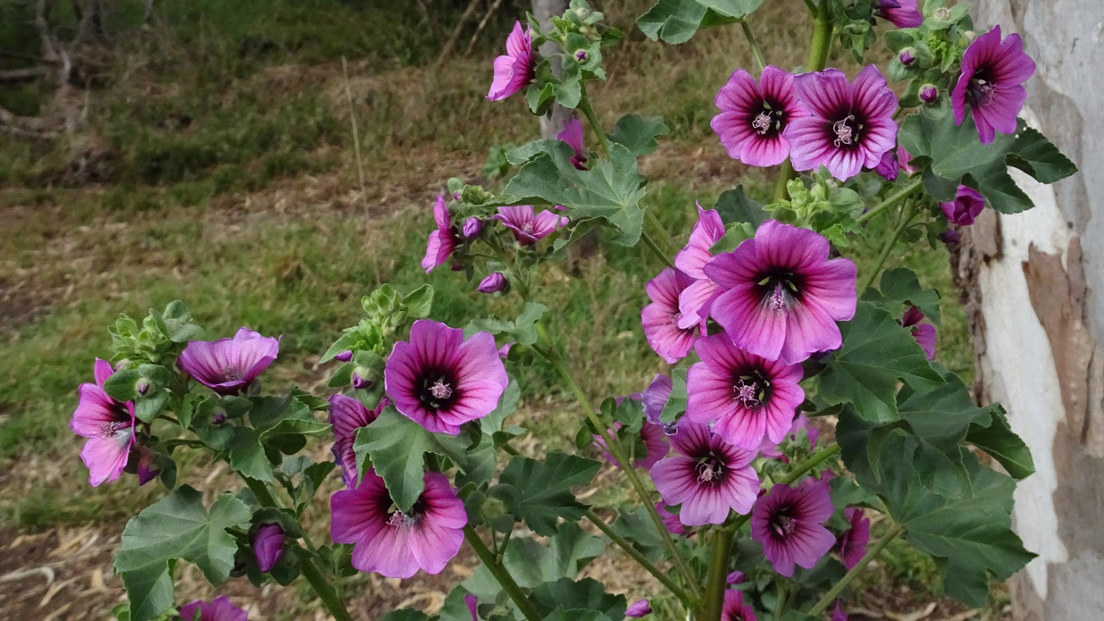 MAP MELBOURNE WEEDS 9 TREE MALLOW