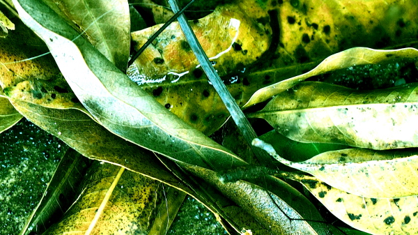 OV3 Art Filter Effect - Cross Process OV3 Art Filter Effect - Cross Process