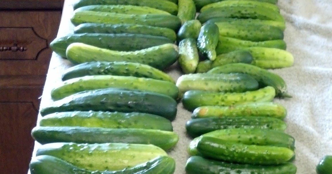 Pressure Cooking and Canning Easy Canning Making Dill Pickles